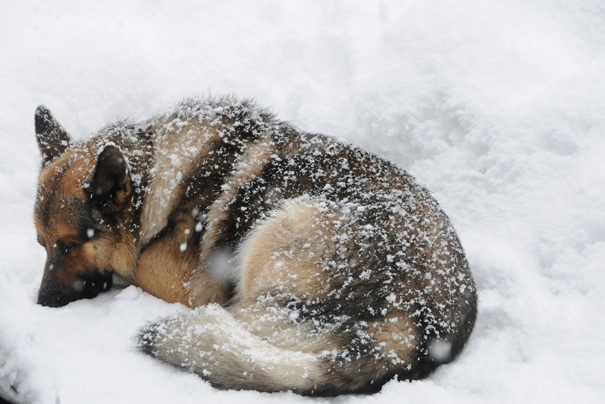 Karu in a snowstorm at Wild Bear Lodge