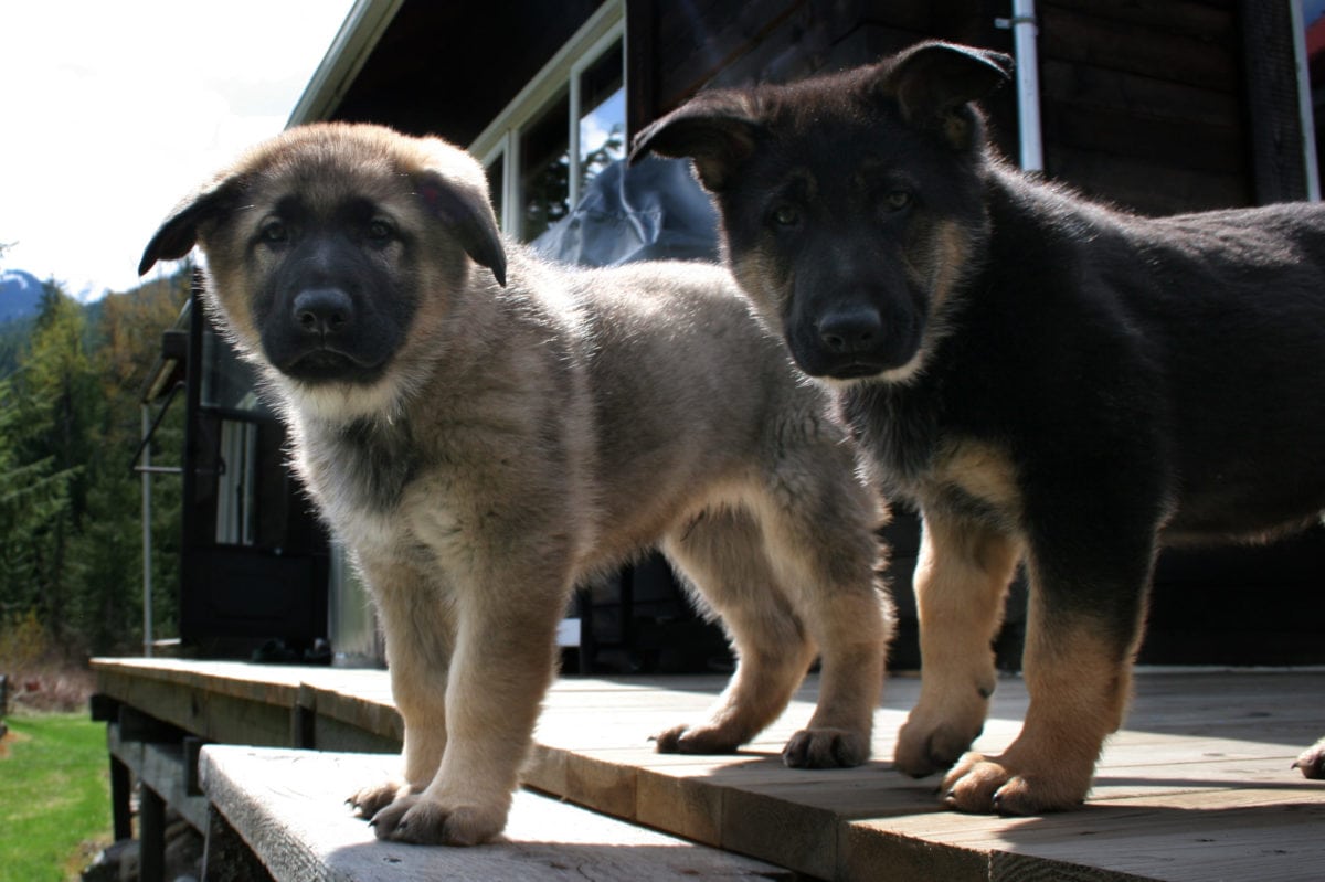 Masha and Karu on the deck at Wild Bear Lodge