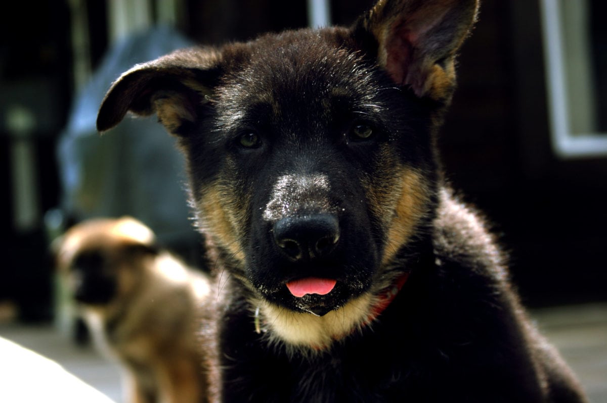 Masha as a puppy at Wild Bear Lodge
