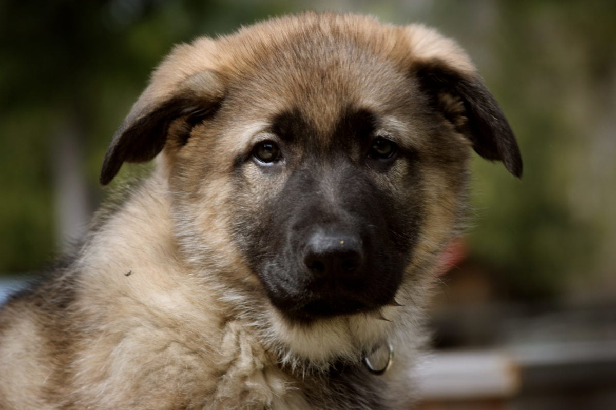 Karu as a puppy at Wild Bear Lodge