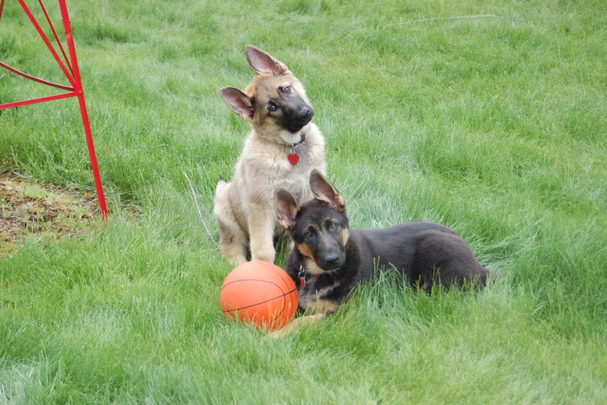 Masha and Karu at Wild Bear Lodge