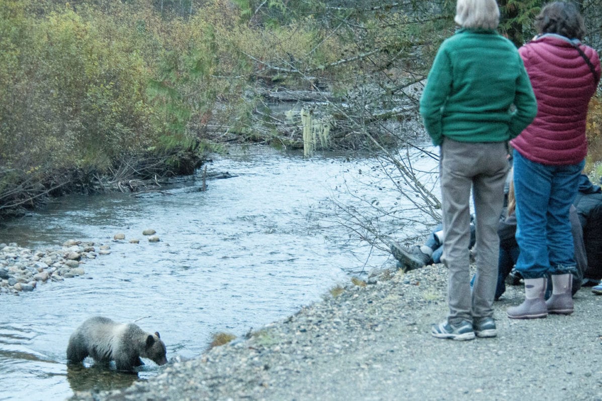 Watching a grizzly at Wild Bear Lodge