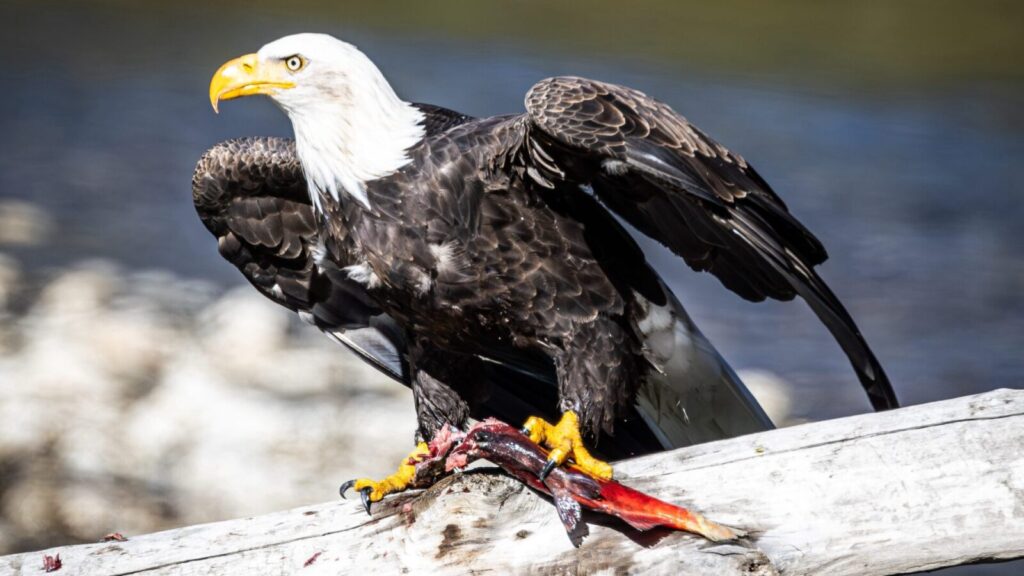 Fishing Eagle